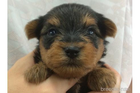 成約済の山口県のヨークシャーテリア-190711の2枚目